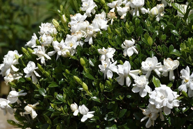 Gardenia Veitchii | Extra Large Gallon Plant | Gardenia jasminoides 'Veitchii' | Fragrant Blooms | Lush Foliage