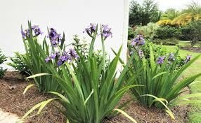 Walking Iris Apostle Plant | Extra Large 3 Gallon Plants | Neomarica gracilis | Tropical Foliage | Easy Care Perennial