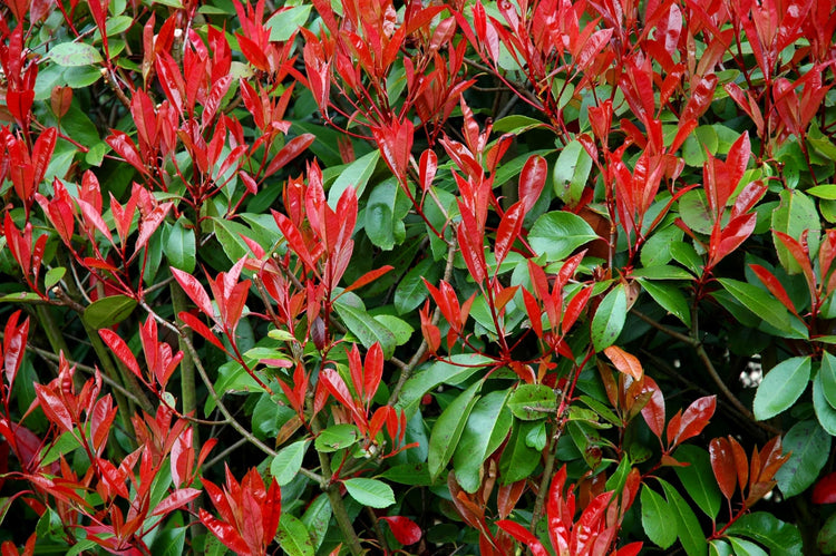 Photinia Red Tip - Live Plants - Photinia x Fraseri - Evergreen Landscape Shrub