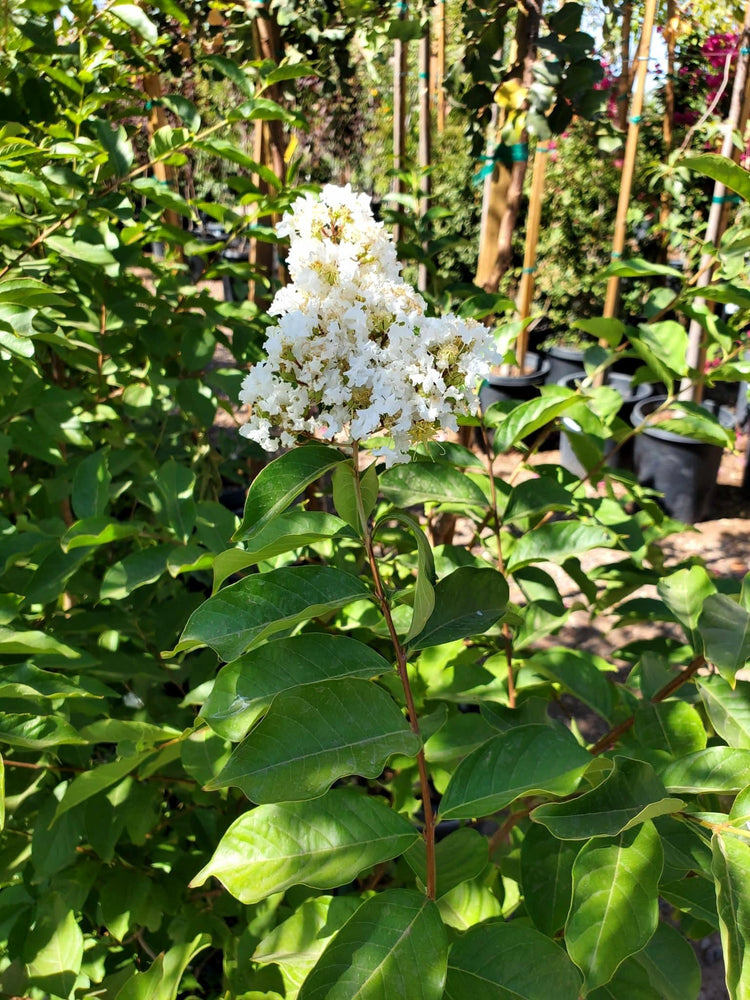 Crape Myrtle Natchez Plant | Large Gallon Size Pots | Lagerstroemia Indica | Ornamental Garden Flowering Tree | White Blooms