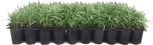 Dwarf Mondo Grass | Live Plants | Ophiopogon Japonicus Nana | Lush Ground Cover | Shade Loving Low Maintenance Garden Solution | Ideal for Landscaping and Borders | Hardy and Evergreen