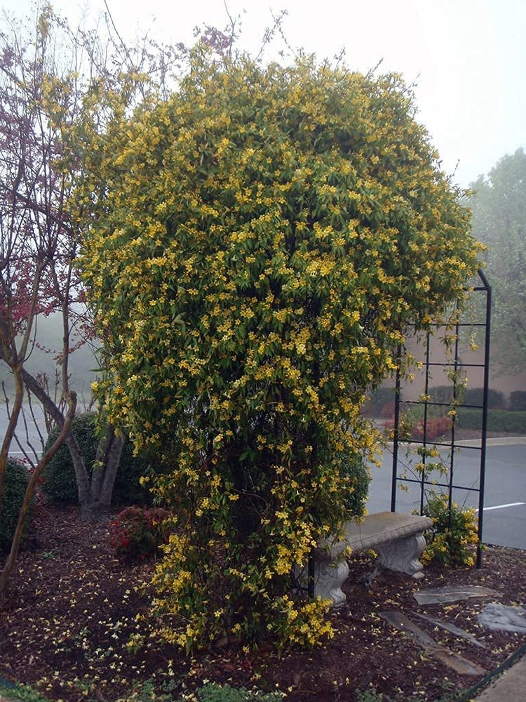 Carolina Jasmine | Large Gallon Size Plants | Gelsemium Sempervirens Jessamine | Fragrant Blooming Vine Foliage