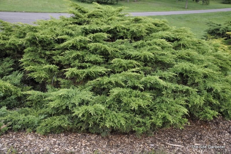 Premium Gold Star Juniper Shrub | Gallon Live Plants | Perfect for Landscaping, Low Maintenance Evergreen Plant, Ideal for Garden Decoration, Hardy Outdoor Plant