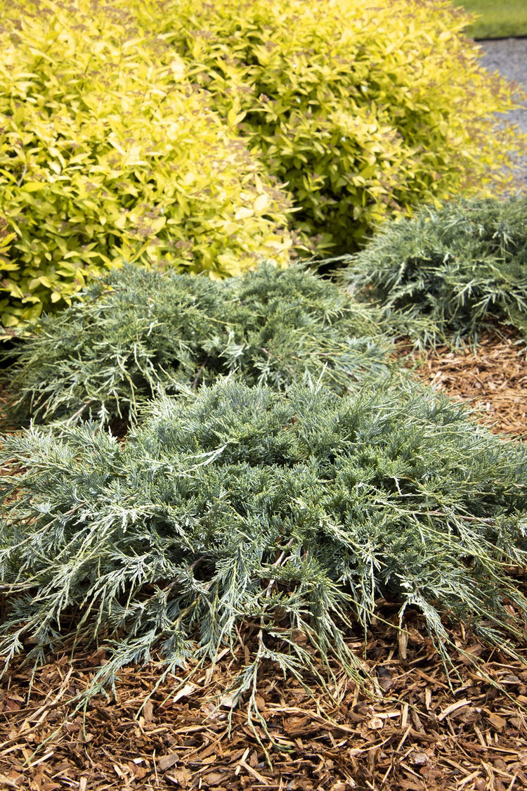 Blue Sargent Juniper - Live Plants - Juniperus Chinensis - Drought Tolerant Cold Hardy Evergreen Ground Cover