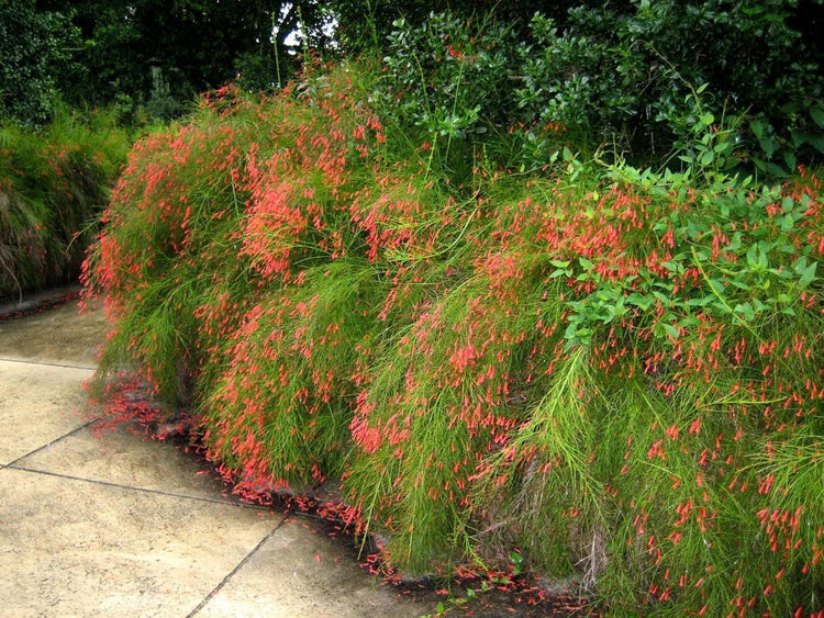 Firecracker Plant I Live Plants I Russelia Equisetiformis I Vibrant Red Tubular Flowers, Hummingbird Attracting, Heat-Tolerant, Perfect for Borders and Containers (30 Plants)