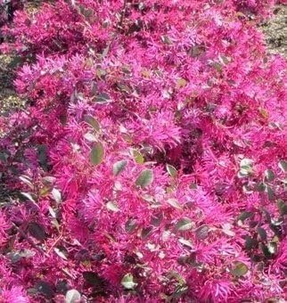 Loropetalum Plum Delight | Extra Large 3 Gallon Plant | Loropetalum Chinense VAR. Rubrum | Lush Landscaping | Garden Accent