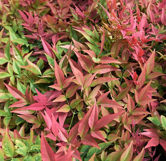 Nandina Gulfstream | Extra Large Gallon Plants | Nandina Domestica 'Gulfstream' | Year-Round Colorful Foliage | Garden Accent