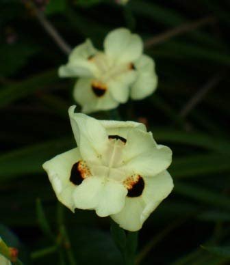 African Iris Yellow - Live Plants - Dietes Vegeta - Drought Tolerant Groundcover Grass