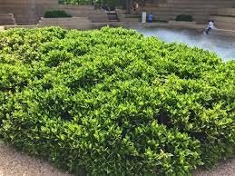 Green Carissa Holly Ilex | Extra Large Gallon Plant | Ilex cornuta 'Carissa' | Hardy Evergreen Shrub | Fast-Growing Garden Accent