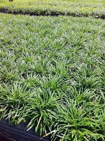 Dwarf Mondo Grass | 54 Count Flat of Large 4 Inch Pots | Ophiopogon Japonicus Nanus | Live Evergreen Shade Loving Groundcover