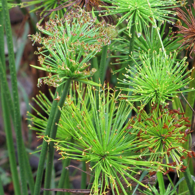 Dwarf Papyrus Plant | Live Plants | Cyperus Shade & Wet Tolerant Aquatic Foliage