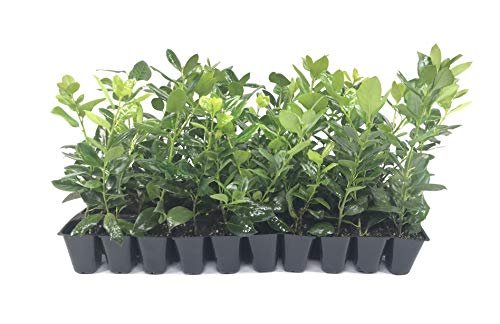 Nellie R. Stevens Holly | Live Trees | Evergreen Privacy Screening Hedge Plants | Ilex