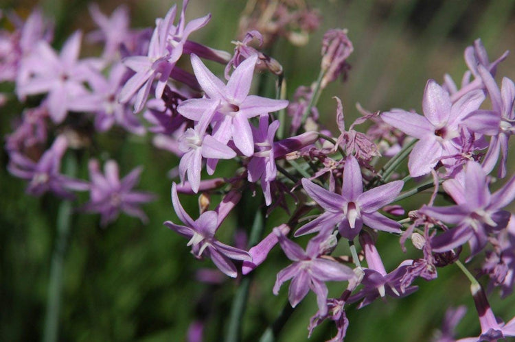 Society Garlic - Live Plants - Tulbaghia Violacea - Butterfly Attracting Flowers