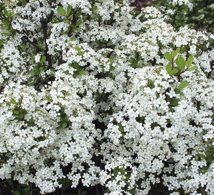 Viburnum Densa | Extra Large Gallon Plant | Viburnum Odoratissimum 'Densa' | Lush Landscape Addition | Hardy Shrub