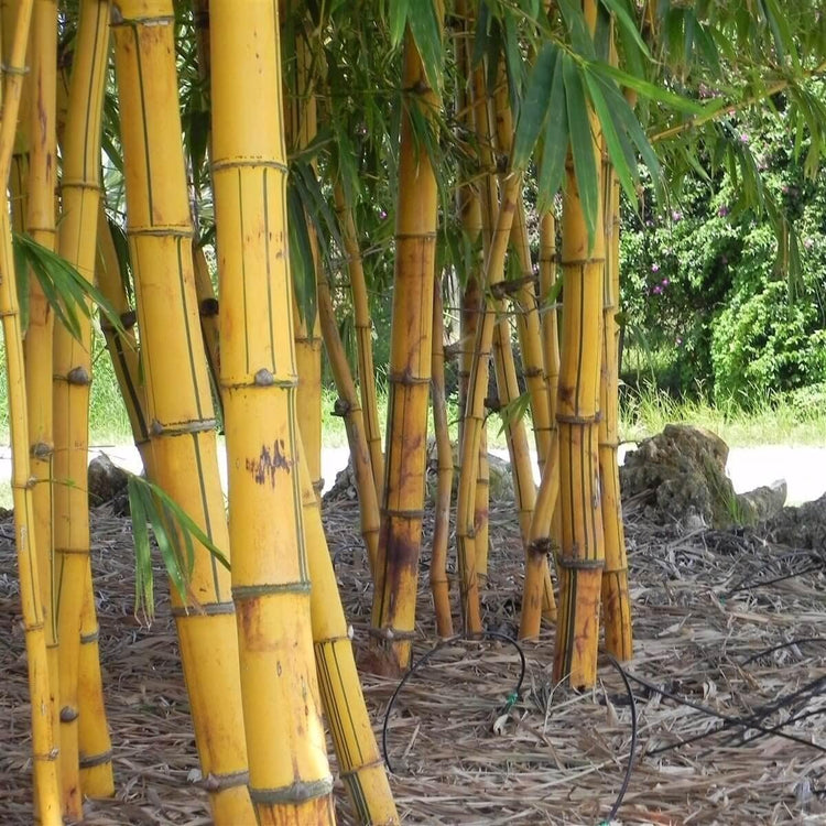 Golden Hawaiian Bamboo | Live Plants | Bambusa Vulgaris Vittata | Beautiful Rare Unique Specimen | Non-Invasive Clumping Bamboo Privacy Screen