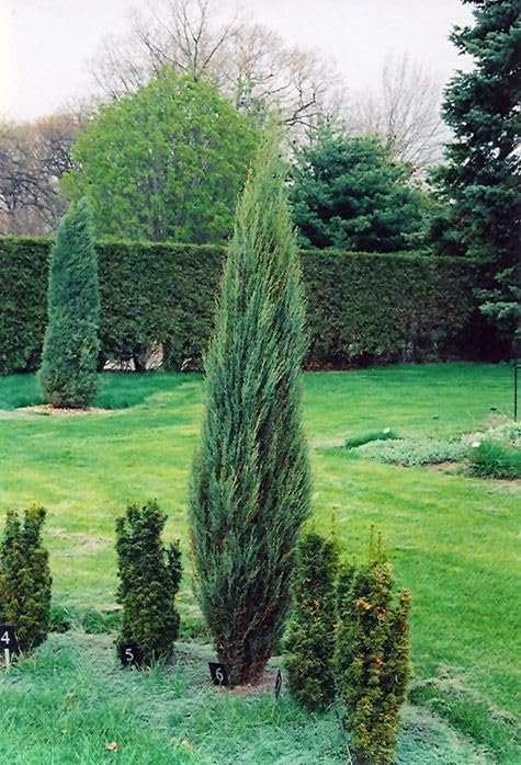 Blue Arrow Juniper | Extra Large Gallon Plant | Juniperus Scopulorum | Privacy Hedge | Upright Conifer | Durable Outdoor Plant | Landscape Enhancement