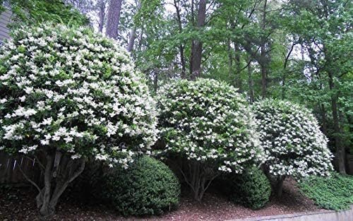 Curled Leaf Privet | Live Quart Size Plants | Ligustrum Japonicum Recurvifolium, Evergreen Flowering Privacy Hedge, Ornamental Shrub for Lush Landscapes