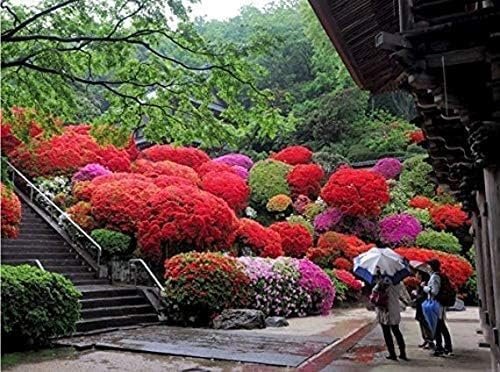 Red Ruffle Azalea | Live Seedlings | Rhododendron 'Red Ruffle' | Perfect for Colorful Vibrant Gardens | Hardy & Easy to Grow