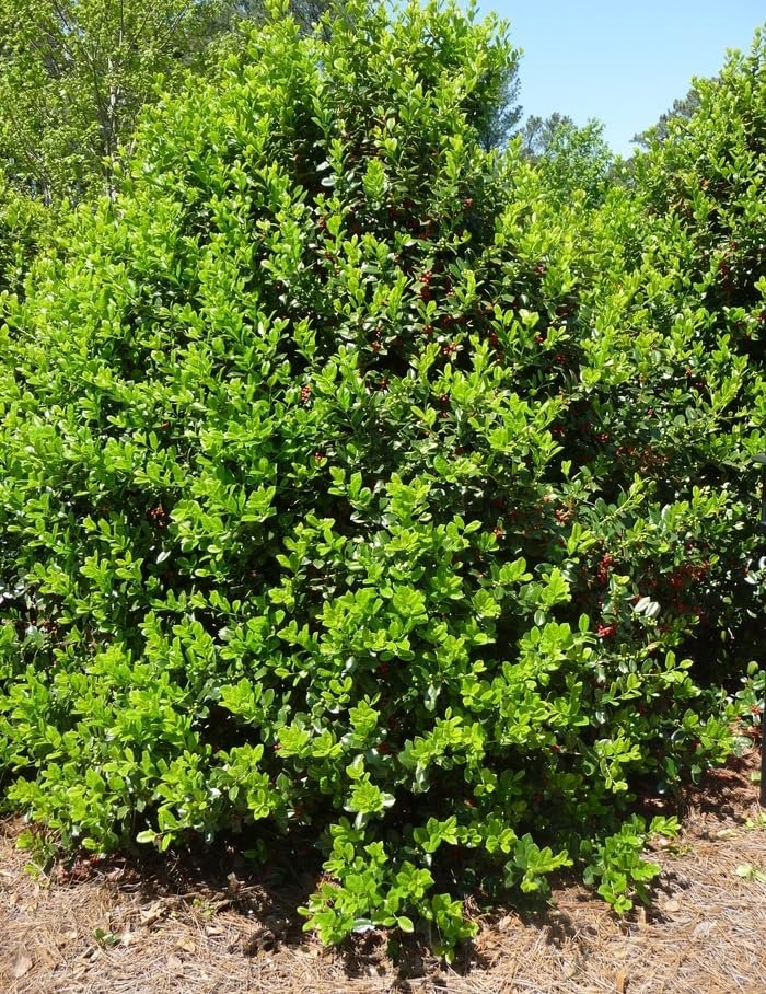 Needlepoint Chinese Holly I Large Gallon Size Plants I Live Evergreen Shrub with Unique Needle-Like Leaves for Hedging, Privacy, and Landscaping