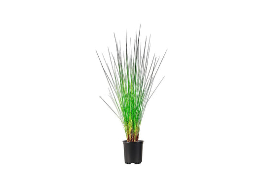 Muhly Grass | Live Quart Size Plants | Muhlenbergia capillaris | Ideal for Natural Landscaping | Easy-Care & Drought Tolerant | Beautiful Pink Plumes