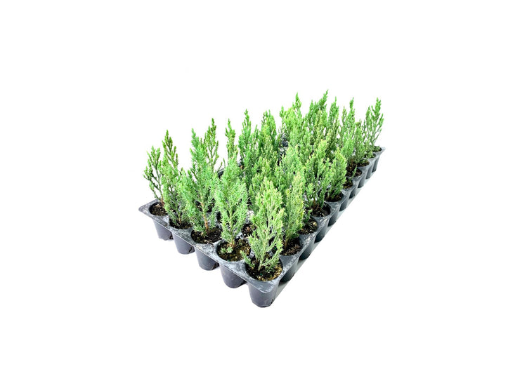 Blue Point Juniper - Live Trees - Juniperus Chinensis - Evergreen Screening Plant