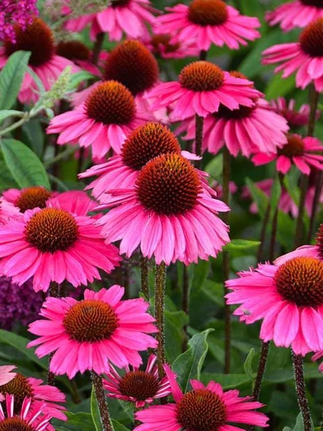 Premium Echinacea 'Crazy Pink' | Live Plants | Potted Perennial Flowering Plant, Perfect for Garden Borders & Butterfly Gardens, Easy-to-Grow, Vibrant Pink Blooms