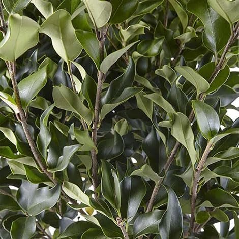 Ligustrum Lucidum Waxleaf | Extra Large 3 Gallon Plants | Lustrous Garden Shrub | Ideal for Privacy & Hedges | Durable Outdoor Greenery