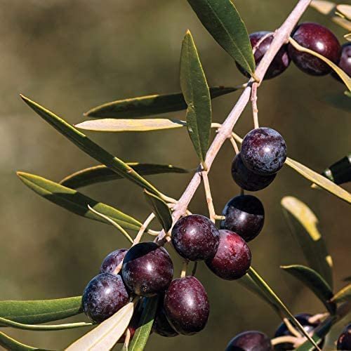 Arbequina Olive Tree | Live Inch Pots | Grow Your Own Olives Indoors