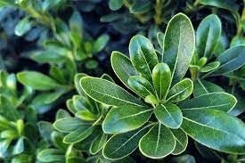 Pittosporum Green | Extra Large 3 Gallon Plants | Pittosporum Tobira | Lush Privacy Hedge | Easy-Care Landscape