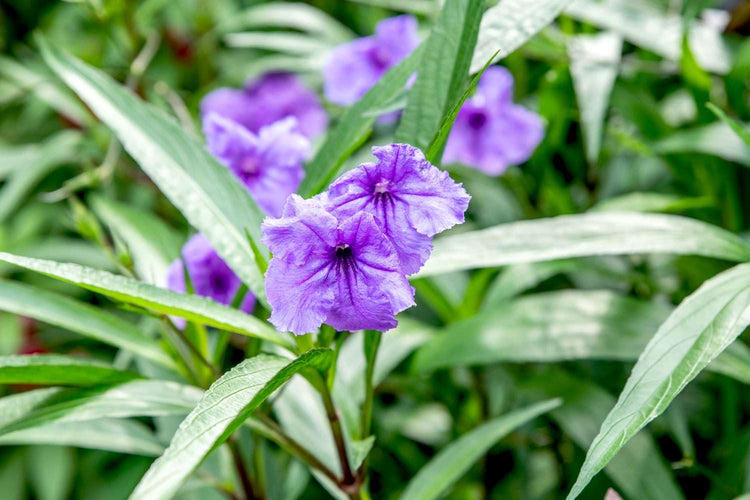 Mexican Petunia Purple I Large Gallon Size Plants I Ruellia Brittoniana | Live Vibrant Purple Flowers, Drought and Heat Tolerant, Ideal for Garden Borders and Container Planting