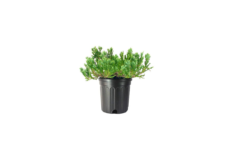 Juniper Blue Chip - Live Gallon Size Plants - Juniperus Horizontalis - Evergreen Cold Hardy Drought Tolerant Groundcover