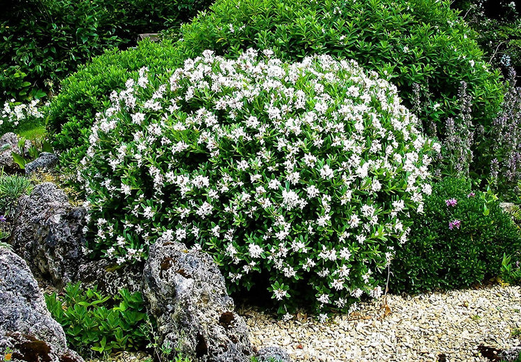 Frostproof Gardenia - Live Plants - Fragrant Blooming Shrub - Gardenia Jasminoides