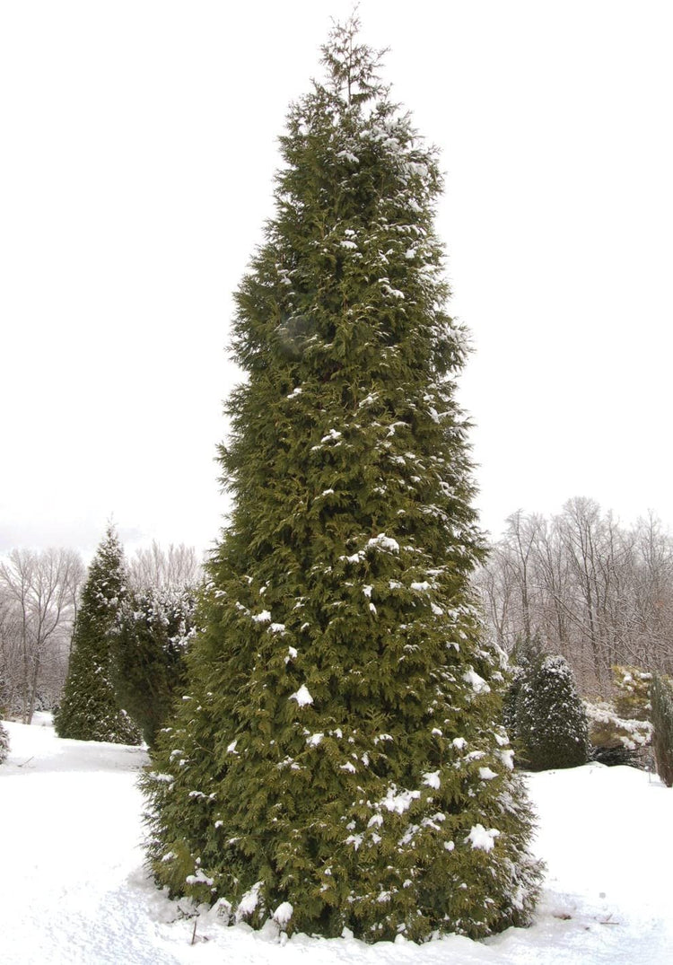 Thuja Green Giant Arborvitae - Live Trees 2" Pot Size - Evergreen Privacy Plants