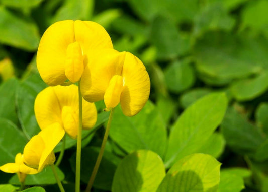 Ornamental Peanut Grass Golden Glory I Large Gallon Size Plants | Arachis Glabrata | Eco-Friendly Ground Cover with Vibrant Yellow Blooms, Drought-Tolerant