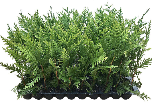 Thuja Green Giant Arborvitae - Live Trees 2" Pot Size - Evergreen Privacy Plants