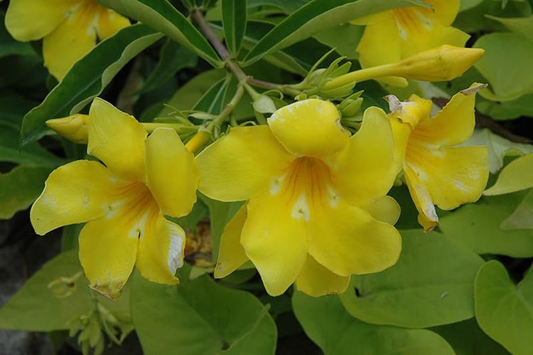 Allamanda Cathartica Golden Butterfly | Live Plants | Vibrant Yellow Trumpet Flowers | Perfect for Outdoor Gardens & Patios | Easy to Grow & Care for