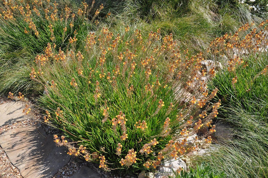 Bulbine Hallmark Orange | Live Gallon Size Plant | Vibrant Orange Blossom Succulent, Live Plant, Easy-Care Perennial for Sunny Gardens, Drought-Tolerant Ground Cover