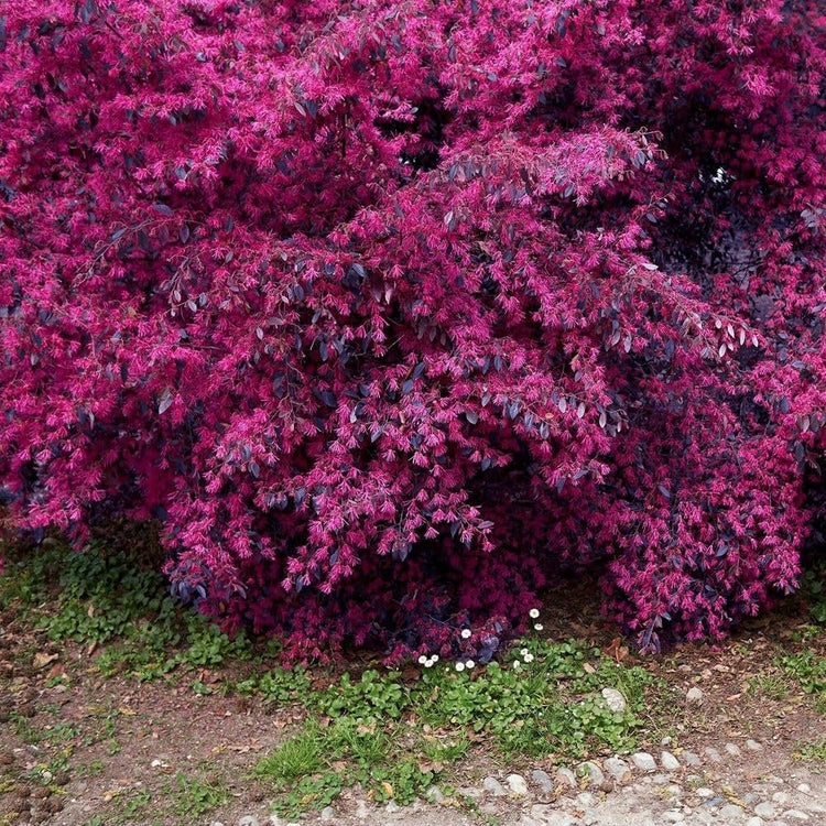 Loropetalum Red Chocolate | Extra Large 3 Gallon Plants | Loropetalum Chinense | Garden Showpiece | Year-Round Color