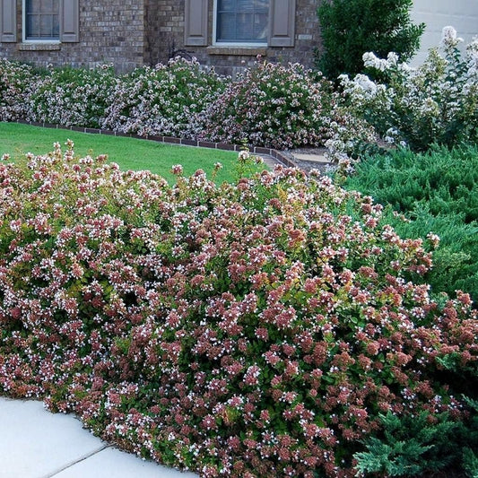 Abelia Chinensis Rose Creek | Large Gallon Size Plants | Flowering Butterfly Attracting Ornamental Shrub