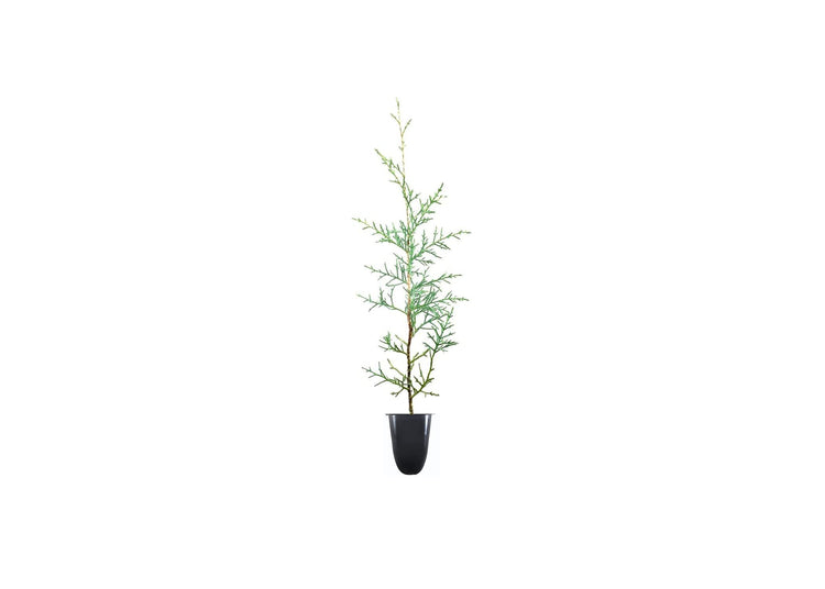 Carolina Sapphire Cypress Tree | Live Plants | Beautiful Evergreen Low Maintenance Cold Hardy Privacy Screen