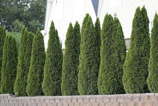 Arborvitae Emerald Green | Live Quart Size Plants | Thuja Occidentalis Smaragd Tree | Evergreen Privacy Screening Hedge Plants