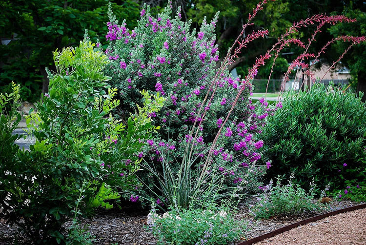 Texas Sage - Live Plants - Leucophyllum Frutescens - Low Maintenance Drought Tolerant Flowering Shrub