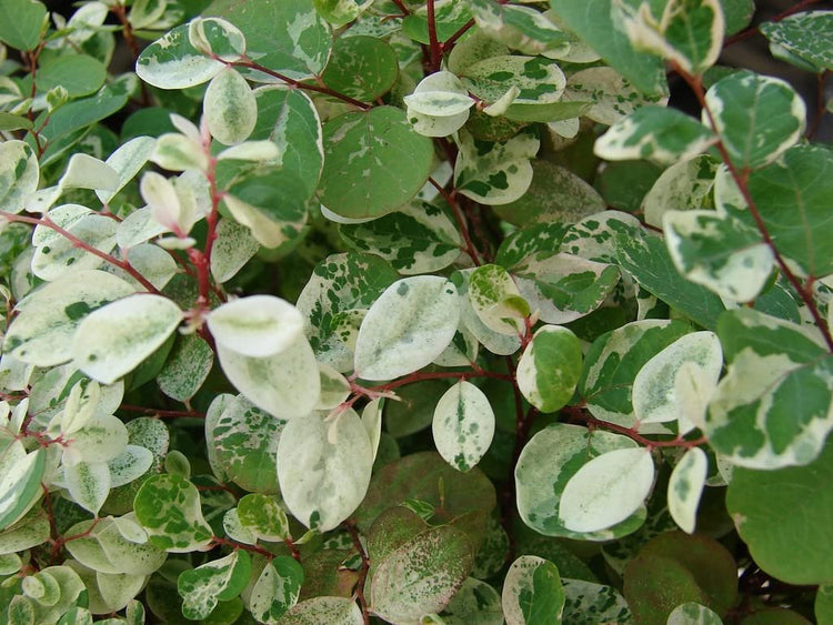 Breynia Disticha Roseopicta Snowbush | Live Plants | Ornamental Shrub, Perfect for Indoor & Outdoor Landscaping | Drought Tolerant, Low-Maintenance, Easy-to-Grow Plant