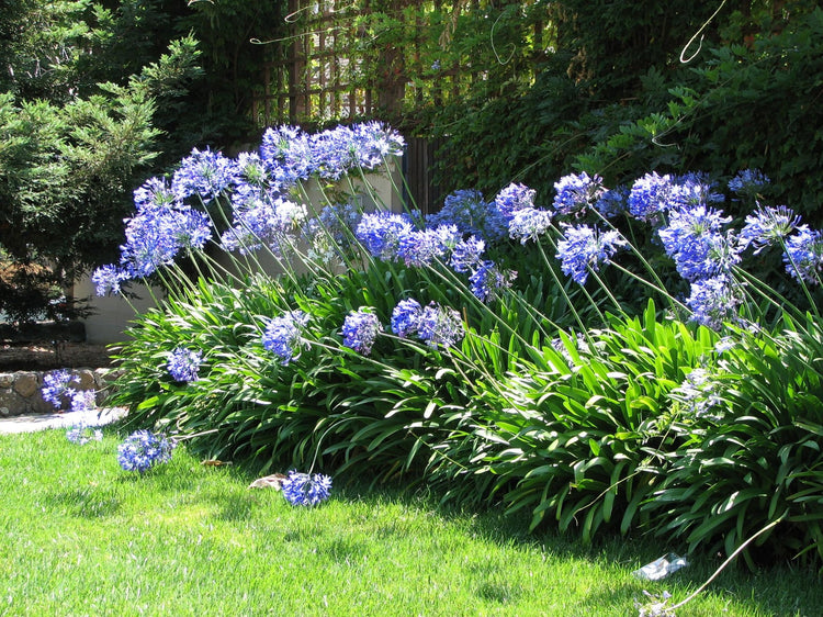 Agapanthus Africans Blue | Extra Large Gallon Plants | Vibrant & Hardy Perennial, Lush, Ornamental Plant with Brilliant Blue Blooms, Ideal for Borders, Containers & Landscape Accents