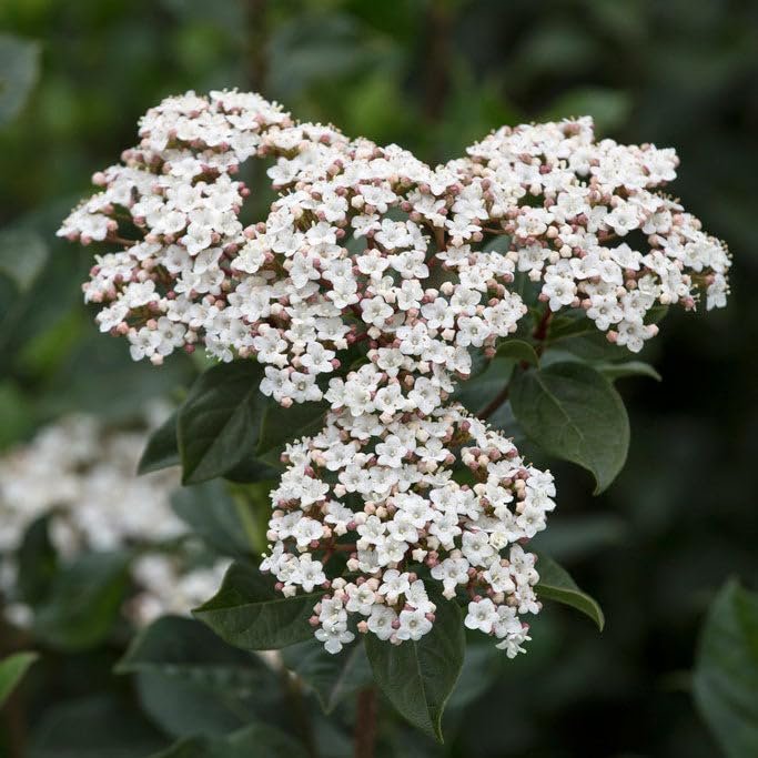 Viburnum Spring Bouquet | Extra Large Gallon Plants | Viburnum Tinus 'Spring Bouquet' | Evergreen Privacy Hedge | Year-Round Interest