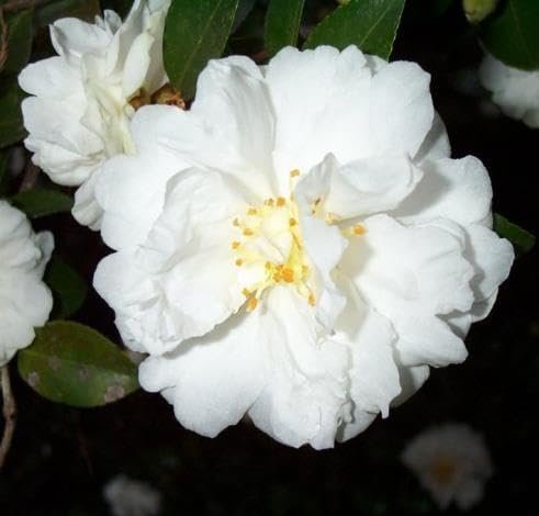 Camellia Sasanqua Mine-No-Yuki I Extra Large Gallon Plants I White Flowering Snow-White Blooms, Live Plant for Gardens & Landscapes, Winter Blooming Elegance for Year-Round Greenery