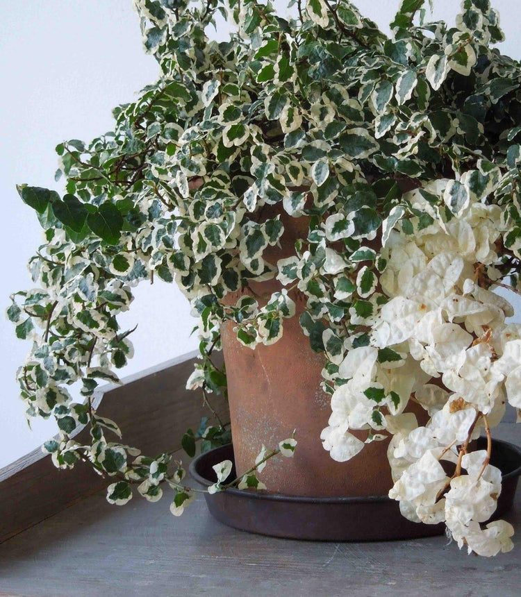 Variegated Creeping Fig Vine - Ficus Pumila Variegata - Live Fully Rooted Inch Plants - Climbing Ivy