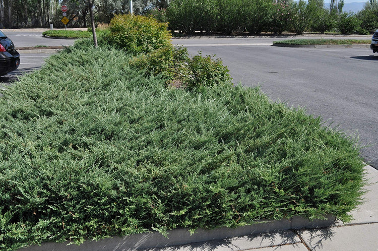 Juniper Bar Harbor - 3 Live Plants - Juniperus Horizontalis - Drought Tolerant Cold Hardy Evergreen Ground Cover