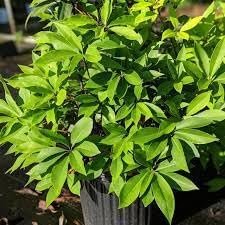 Anise Forest Green | Extra Large 3 Gallon Plants | Illicium parviflorum | Fragrant Foliage | Shade Tolerant