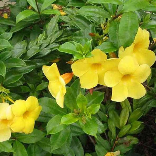 Allamanda Bush | Extra Large 3 Gallon Plants | Allamanda Cathartica | Vibrant Yellow Flowers | Tropical Landscape Accent